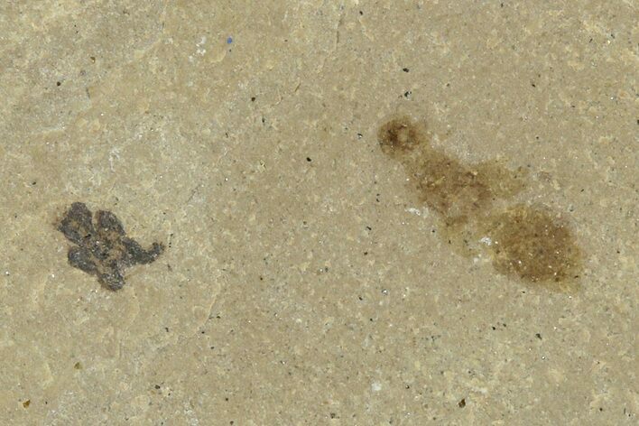 Fossil Insect (Ant and Beetle) Plate - Utah #368766